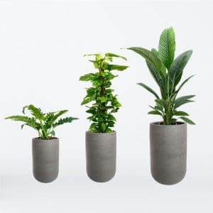 Krukan Caucasus Grove