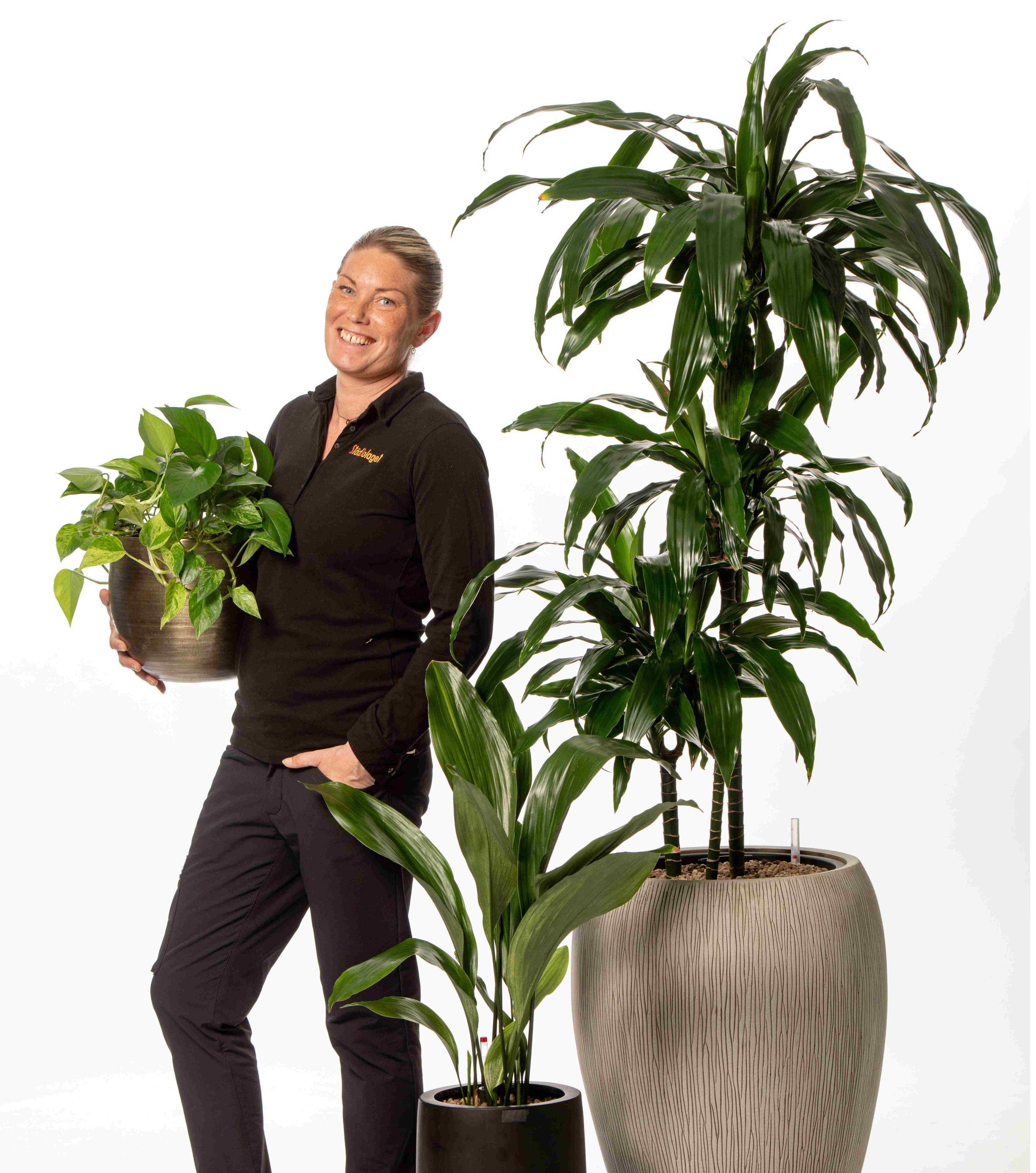 växter till kontor i göteborg